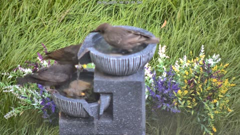 Starlings in the Fountain | Bird Song (Acoustic)
