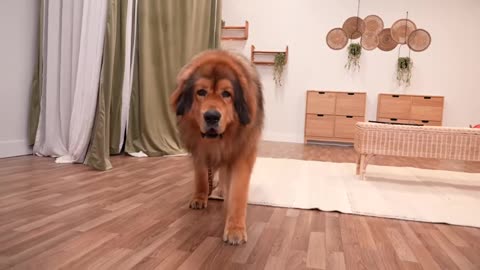 I adopted the worlds largest dog
