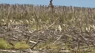 Mother hare trying to protect her babies from a hawk