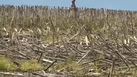Mother hare trying to protect her babies from a hawk