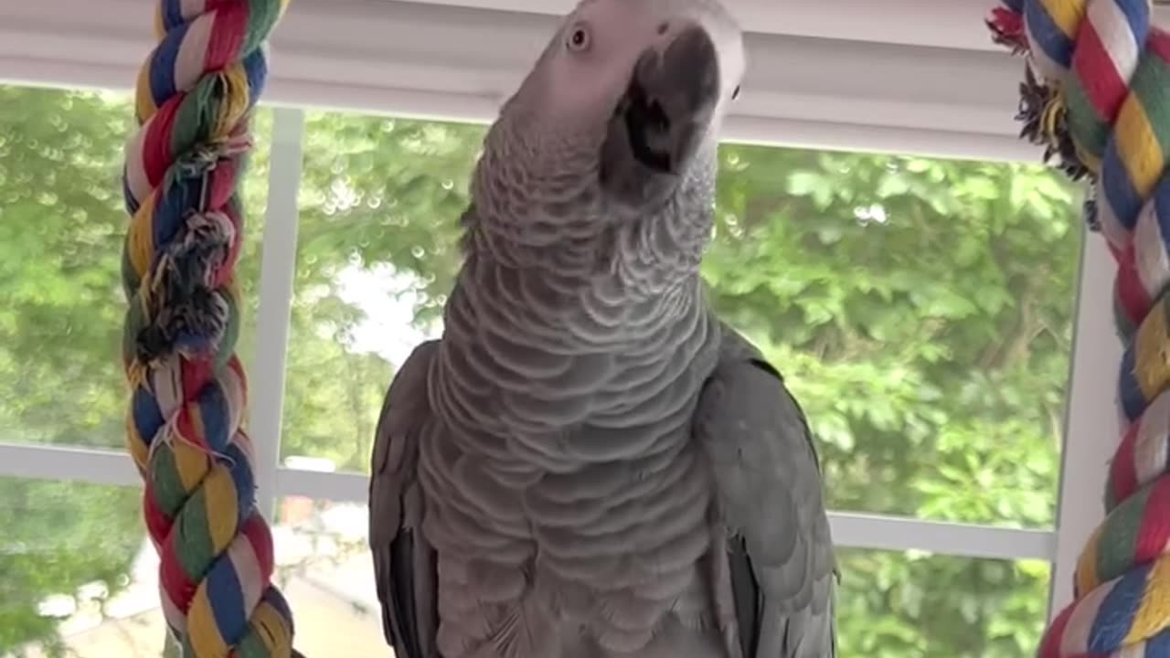 parrot and alexa hilarious duo! 😂