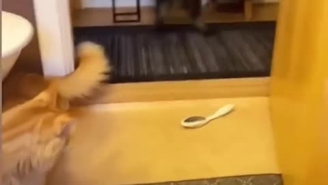 Funny cute animals