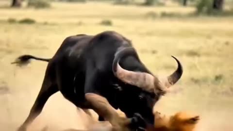 Bufolo's attack