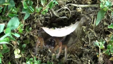 Trapdoor Sider Bags The Green Bug