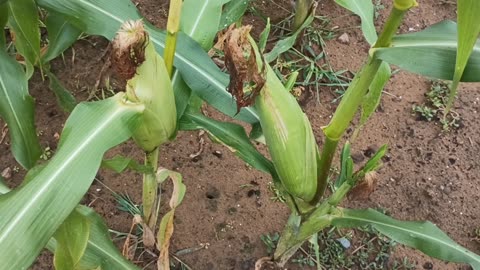 Corn