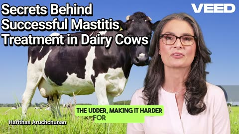 From Infected to Recovered:Mastering Mastitis Treatment Through Insight