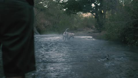 Dog dancing & Raining