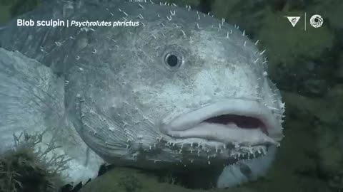10 minutes of fascinating deep-sea animals _ Into The Deep