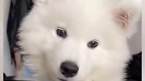Funny video