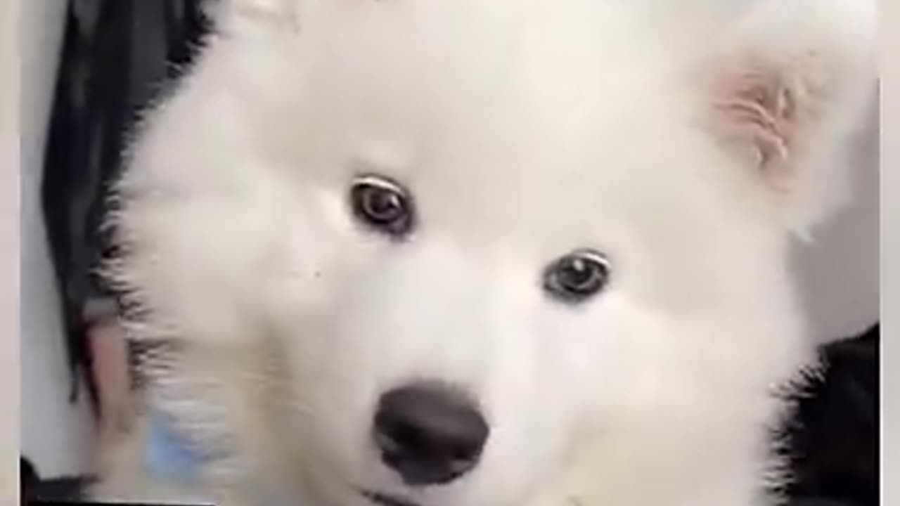 Funny video