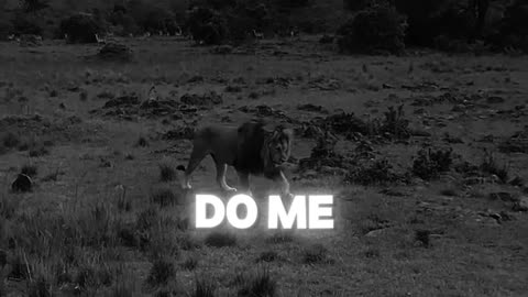 Lion Attitude Video #trending #viral #shorts #viral