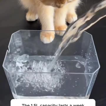 Automatic Flow pet Hydration Water Station