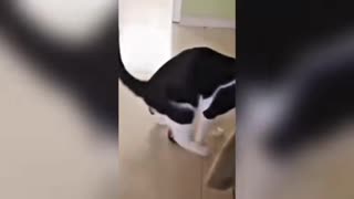 😺 Mood Boost Incoming! These Cats Are Comedy Gold 🌈