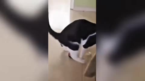 😺 Mood Boost Incoming! These Cats Are Comedy Gold 🌈