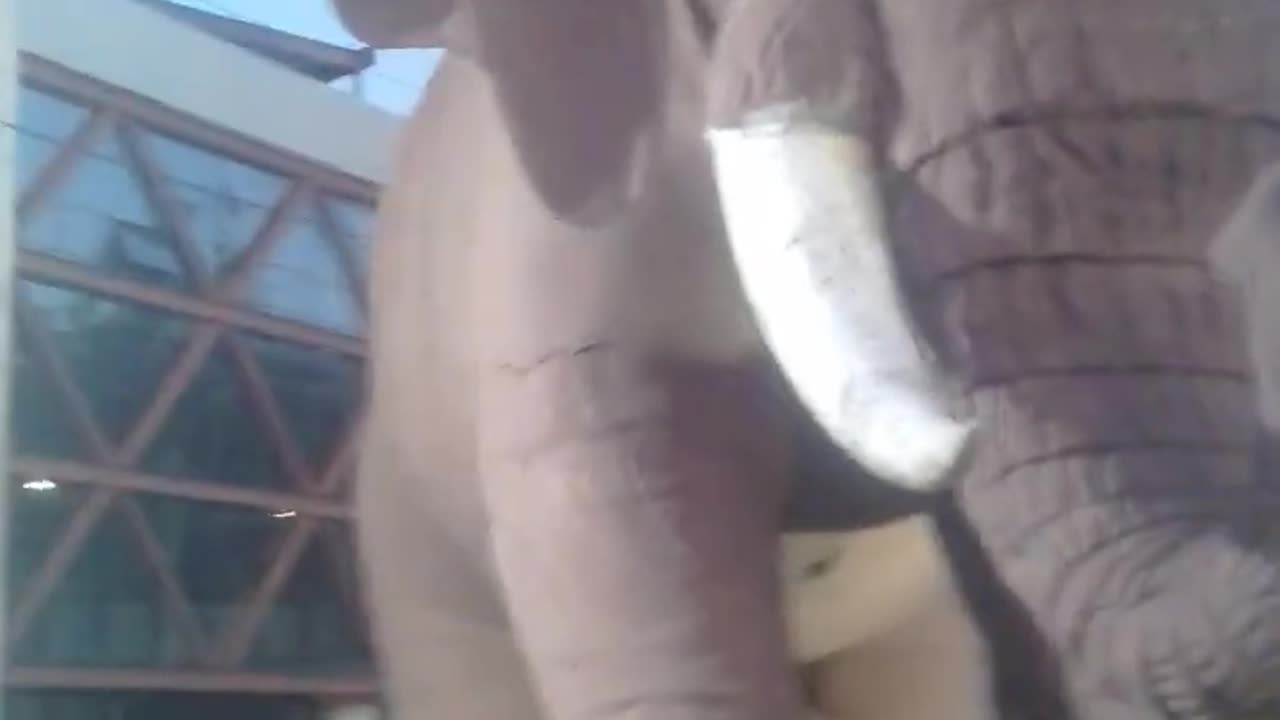 o elefante gigante #shorts.mp4