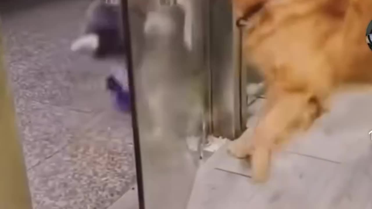 Scandal prin geam – dar cu hidratare întâi! 🐾🤣 / Window Fight – But First, Hydration!