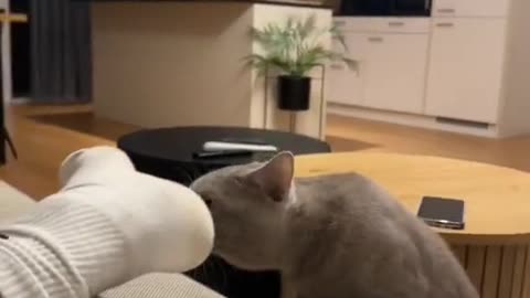 Cat vs Mirror: The Ultimate Identity CrisisZoomies at Midnight: Feline Chaos Unleashed