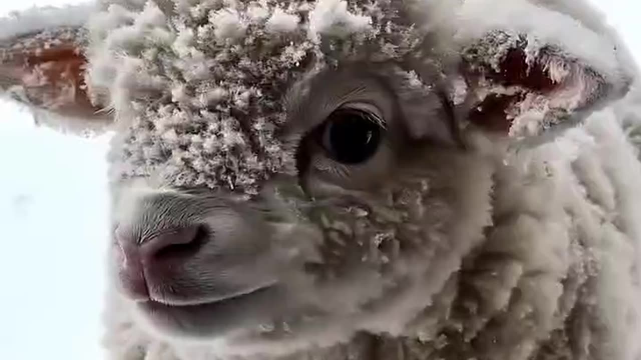 Cute sheep