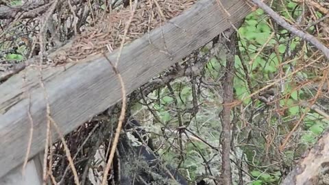 Alaskan Black Bear Makes a Statement