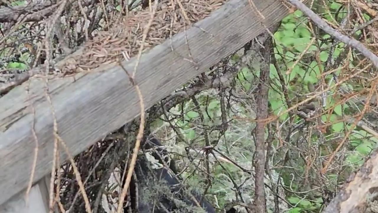 Alaskan Black Bear Makes a Statement