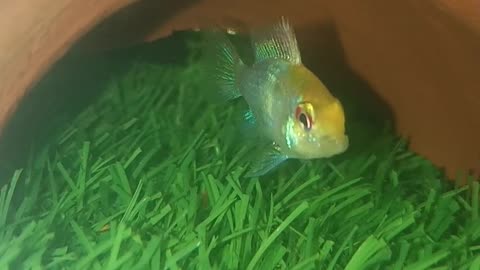 New fish ram