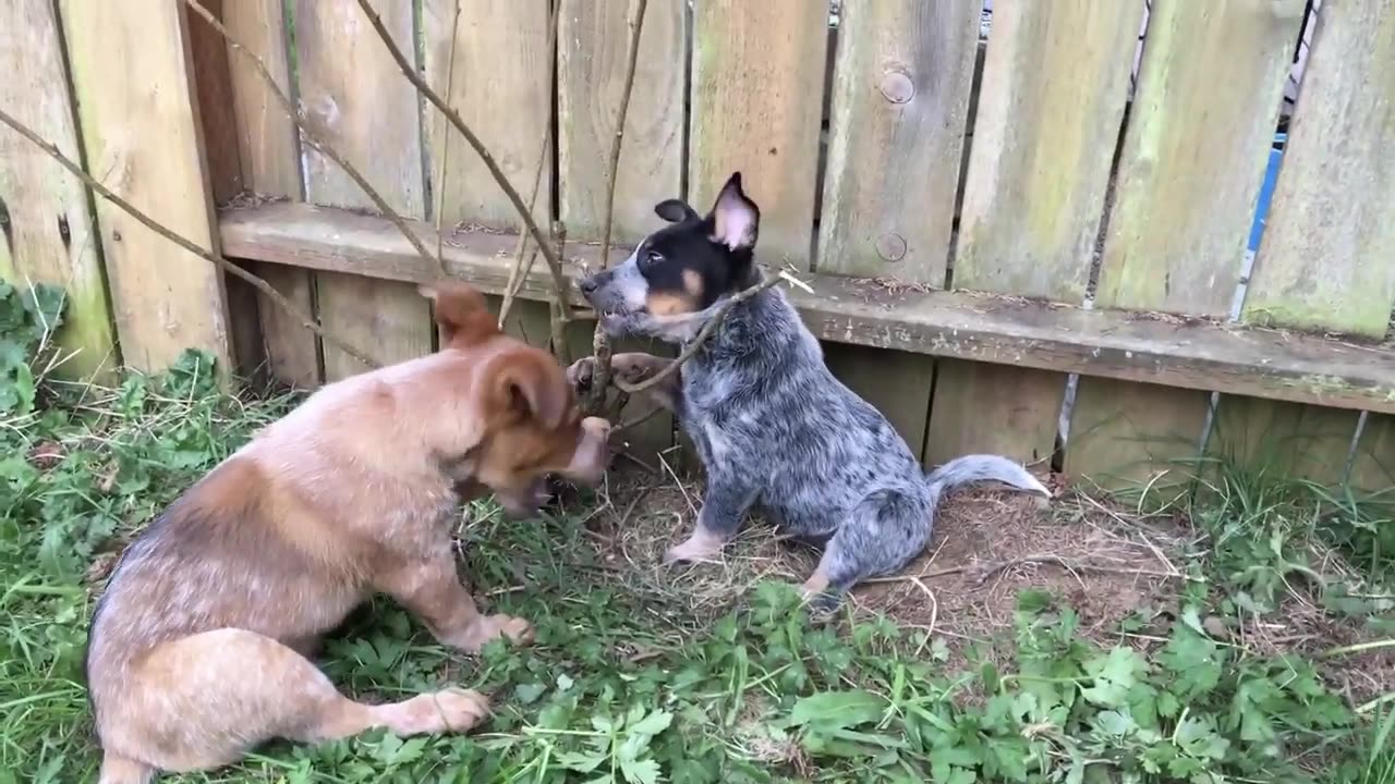 doing yardwork
