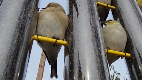Goldfinches making it rain!