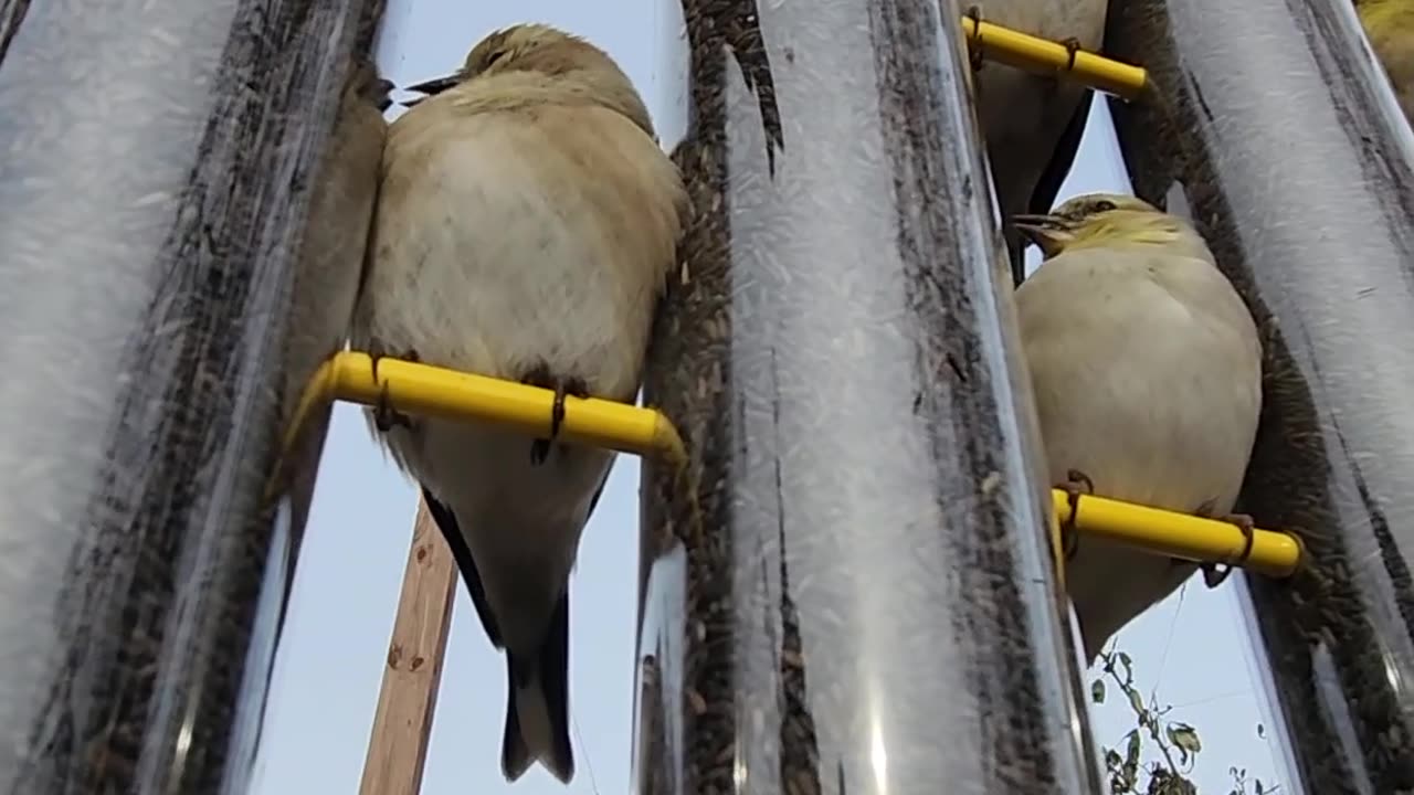 Goldfinches making it rain!