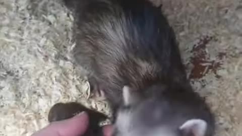 Ferret Brings Baby to Show Human ViralHog