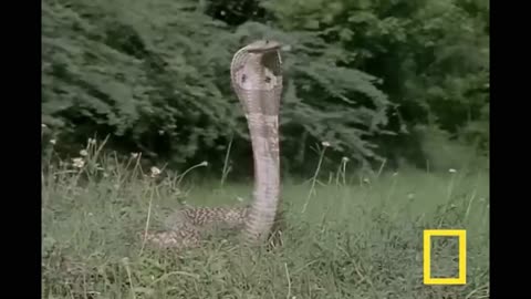 Cobra vs. Mongoose: The Ultimate Battle