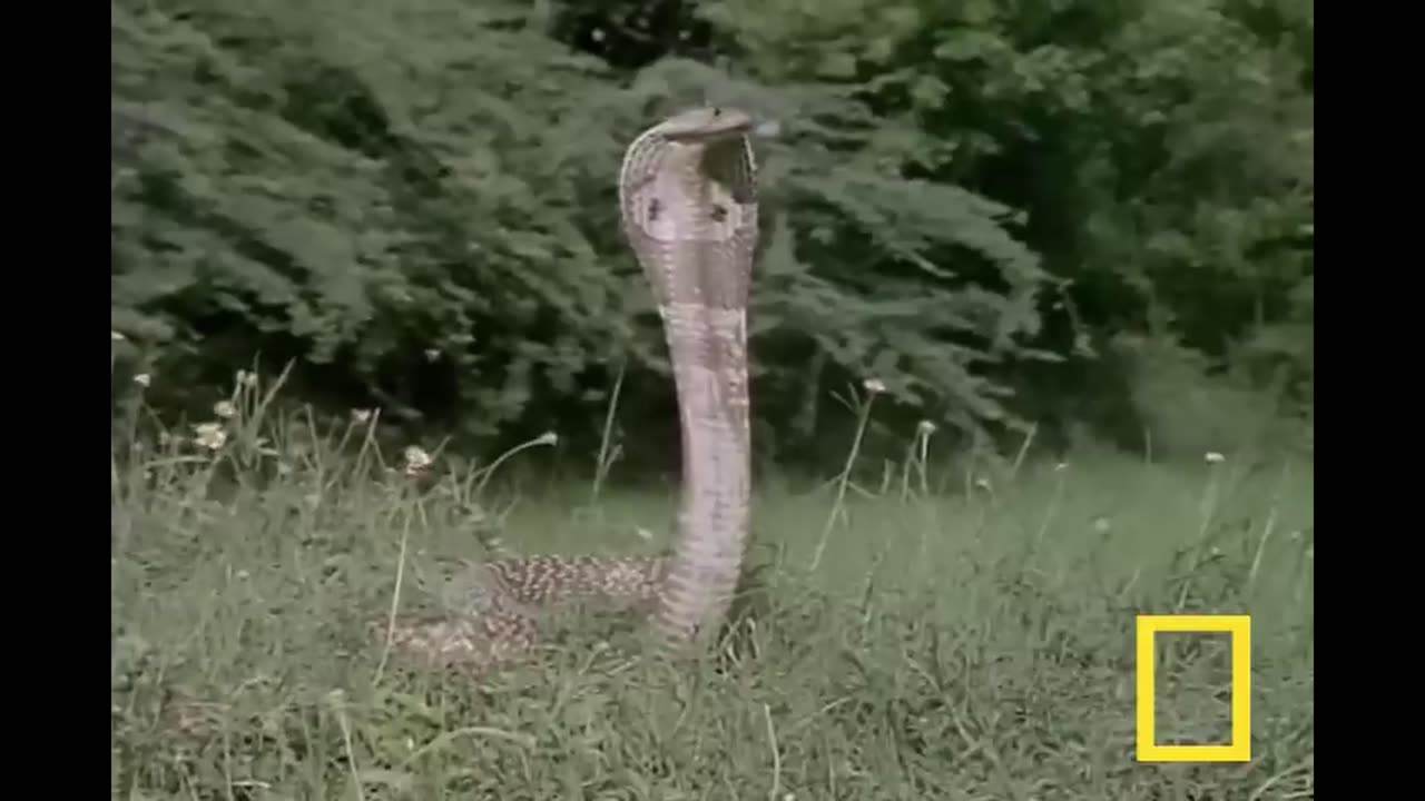 Cobra vs. Mongoose: The Ultimate Battle