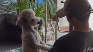 A dog is the only thing that can mend a crack in a broken heart!