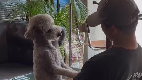 A dog is the only thing that can mend a crack in a broken heart!