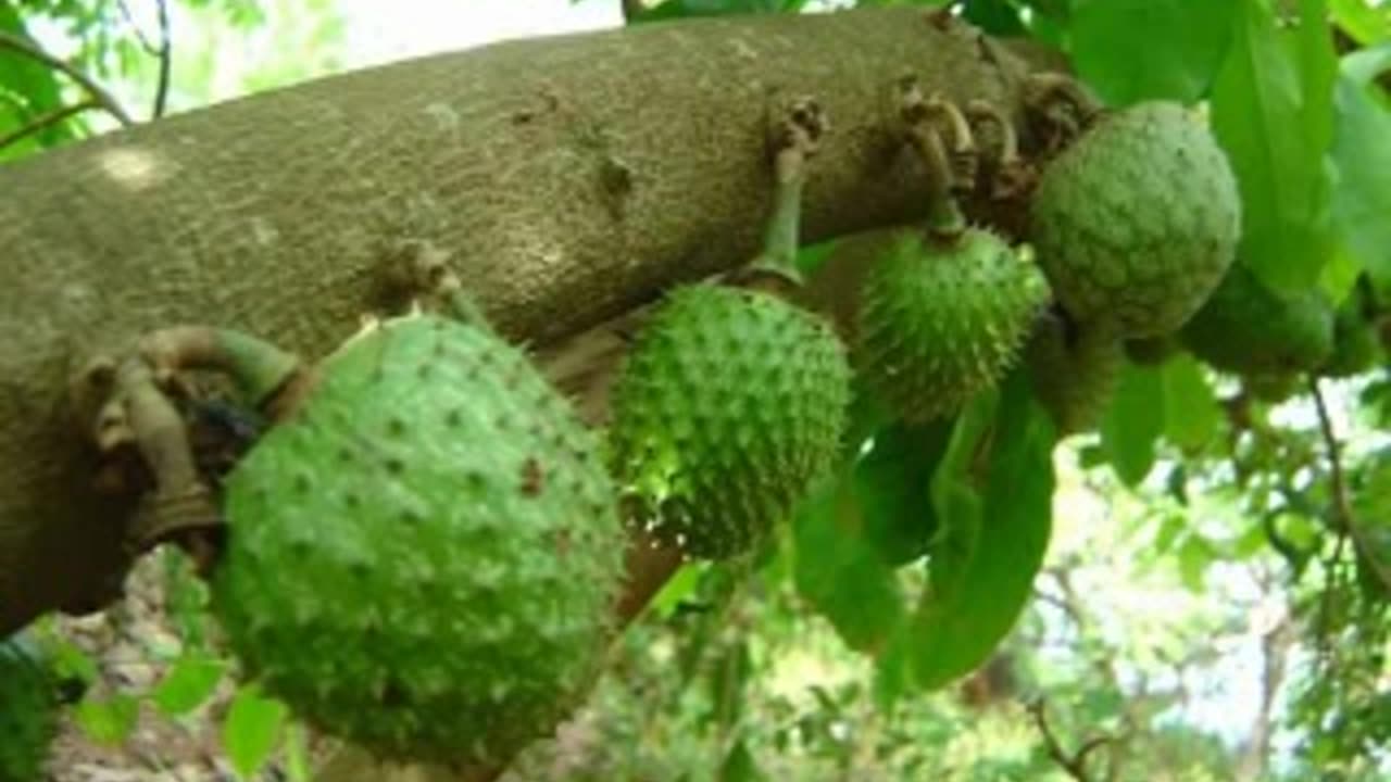 "Lakshman Phal – The Truth About the ‘Cancer-Killing’ Fruit"