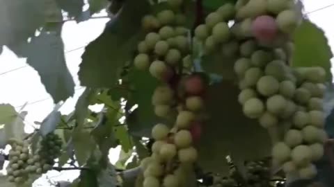 Angur ki BEL terris per
