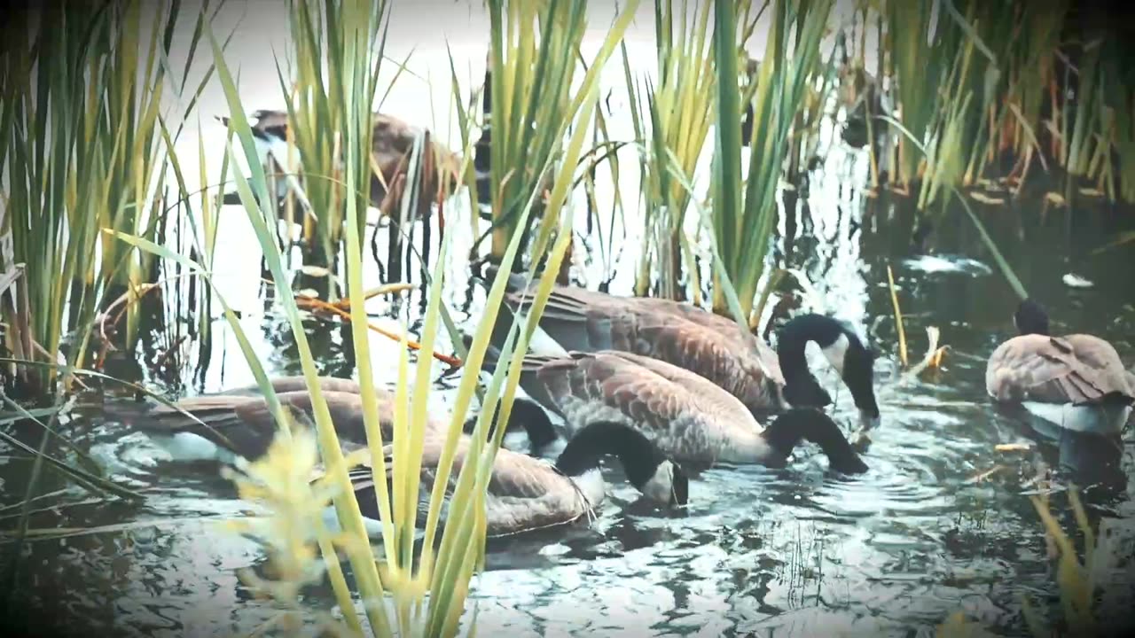 Beautiful Duck
