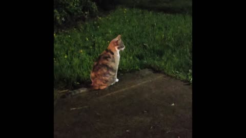 Miss Kitty.