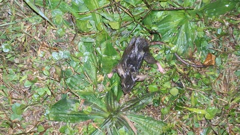 The mouse is free from the glue trap 10/9 #2