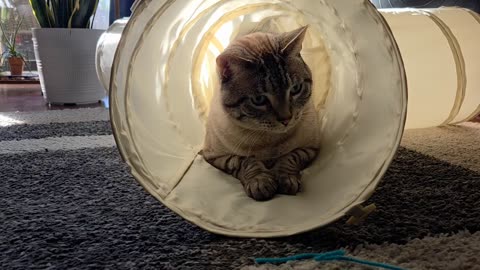 Ultimate Chill Cat: So Calm, So Cute, So Relaxing