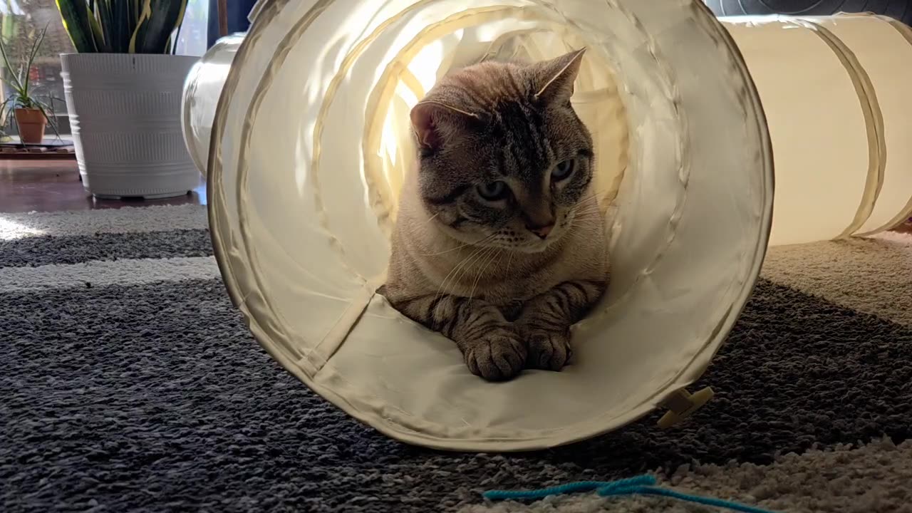 Ultimate Chill Cat: So Calm, So Cute, So Relaxing