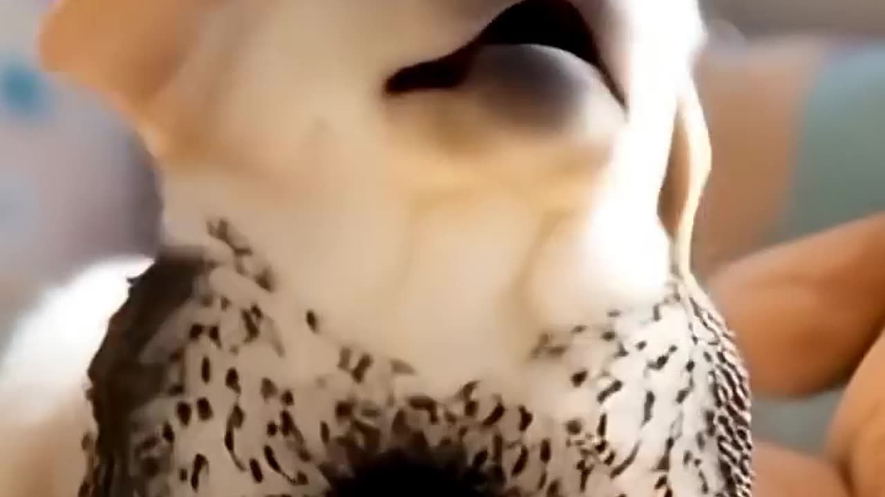 The dog ate ants along with ice cream
