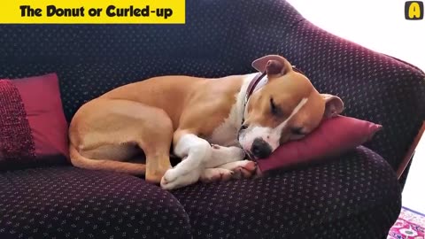 What your dog's sleeping position reveals about your personality