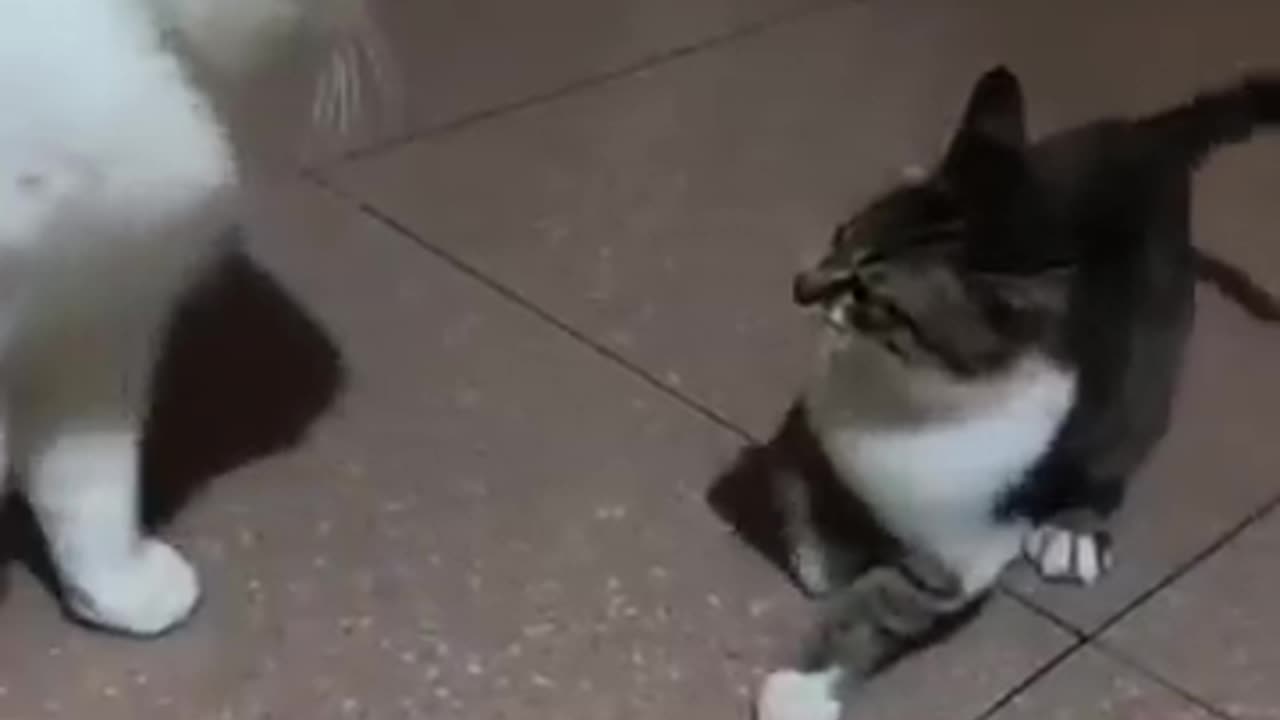 Funny Cat ~~~~