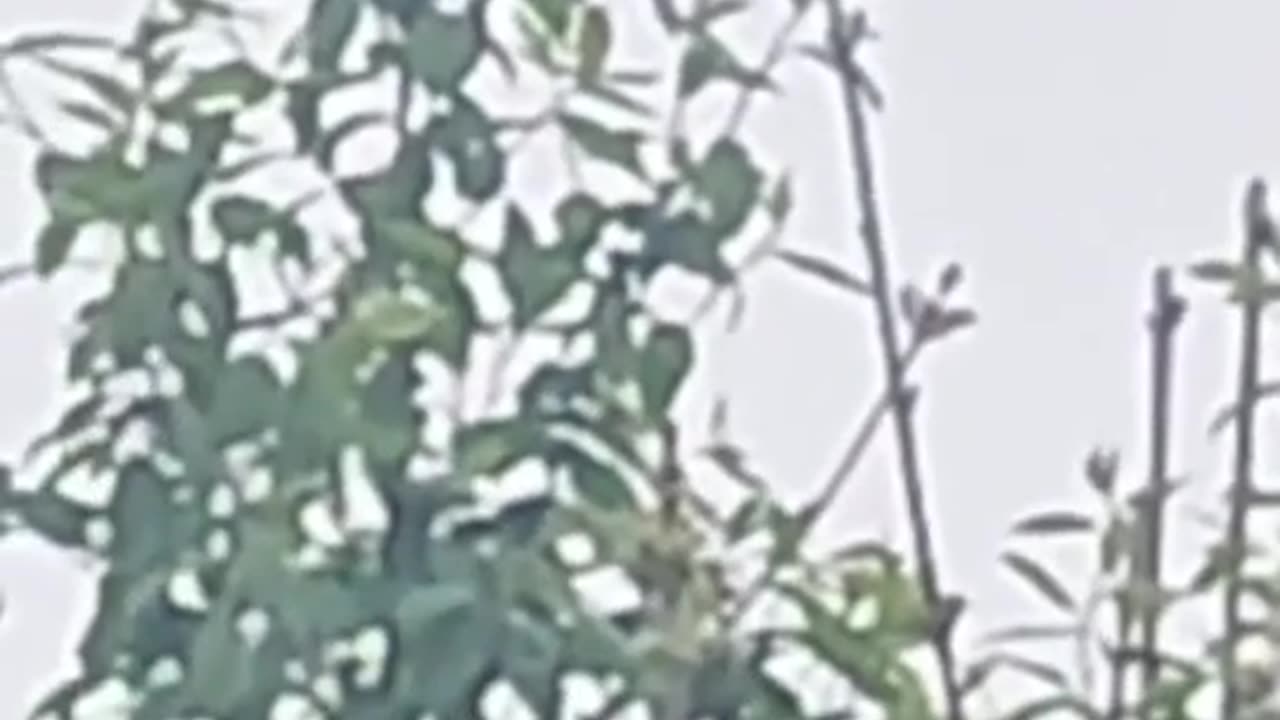 orbs spotted zooming across the sky in brevik norway yesterday.