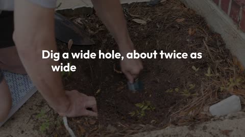How Deep to Plant Azaleas