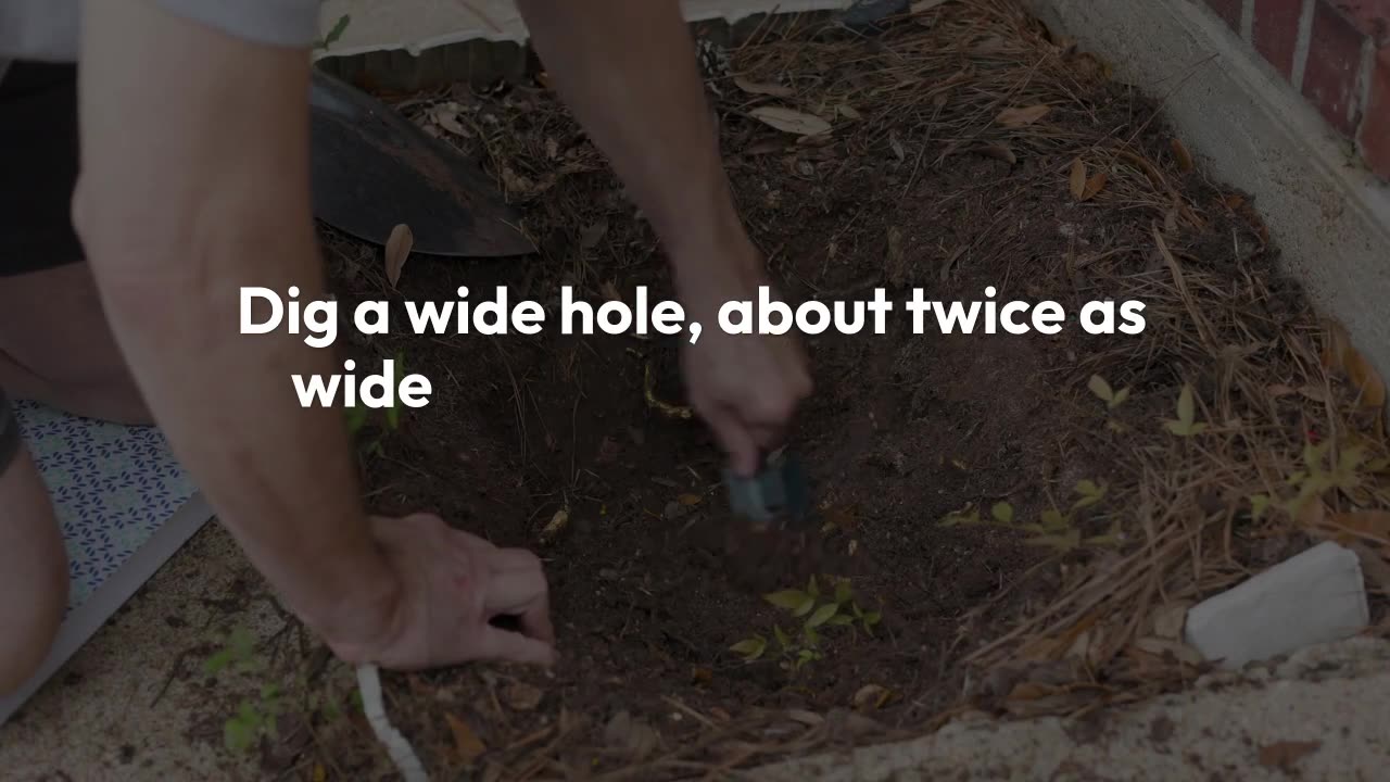 How Deep to Plant Azaleas