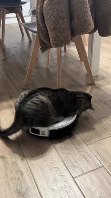 Cat Likes Riding on the Vacuum