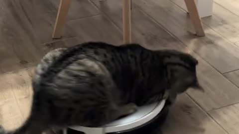 Cat Likes Riding on the Vacuum