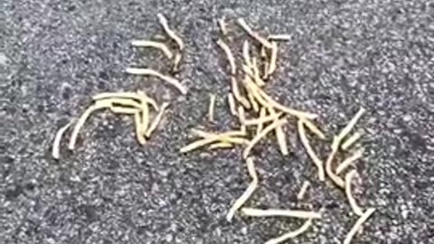 Do McDonalds Fries kill ants？
