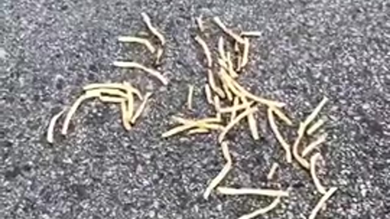 Do McDonalds Fries kill ants？